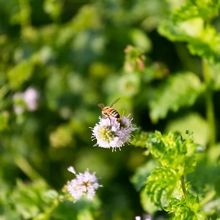 Casa Massaro Todeschini アーバノ・テルメ