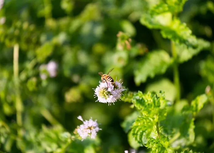 Casa Massaro Todeschini أبانو تيرمي